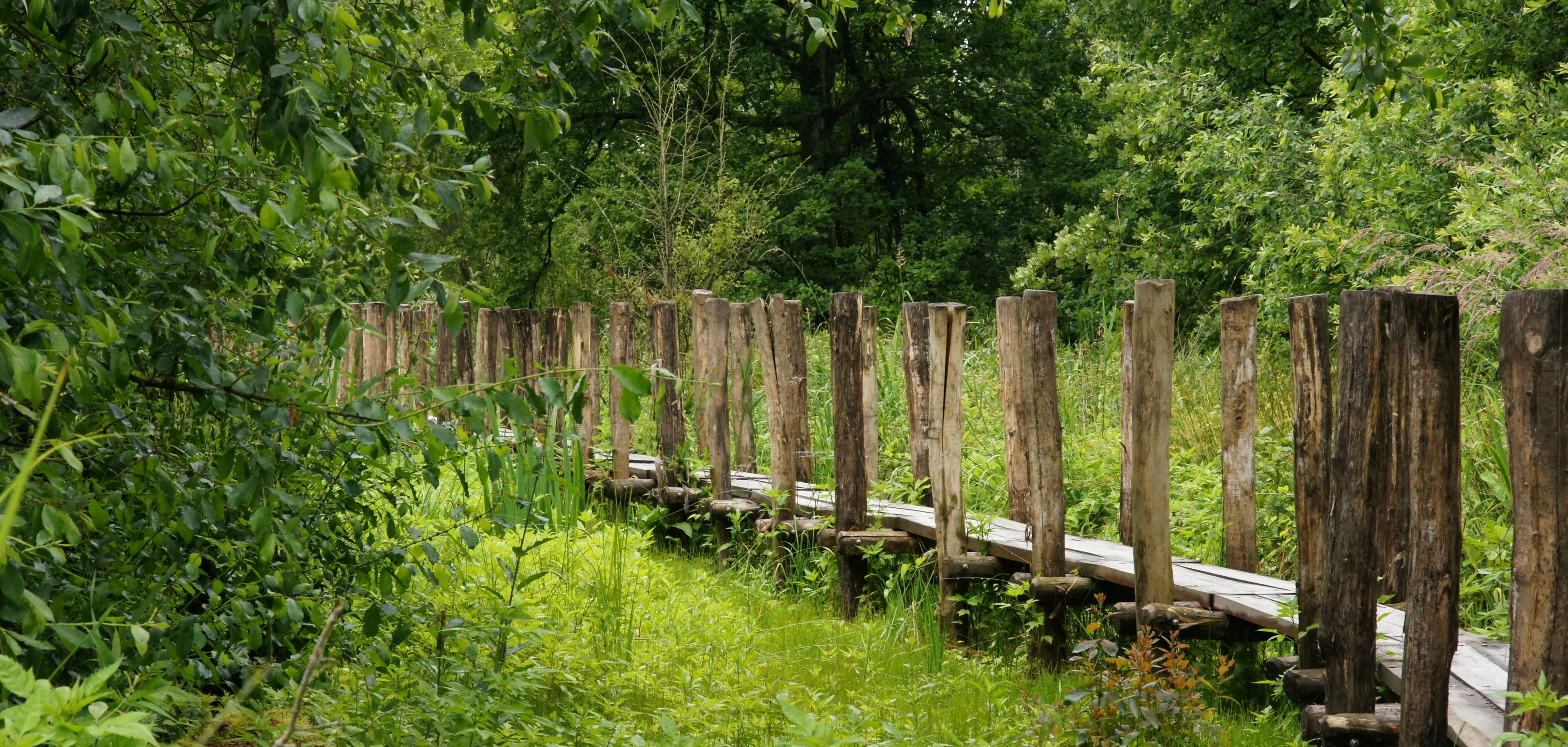 Balade sur un sentier sur pilotis à Grammont