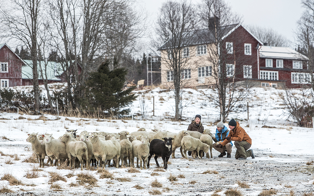 Une laine durable chez Fjällräven