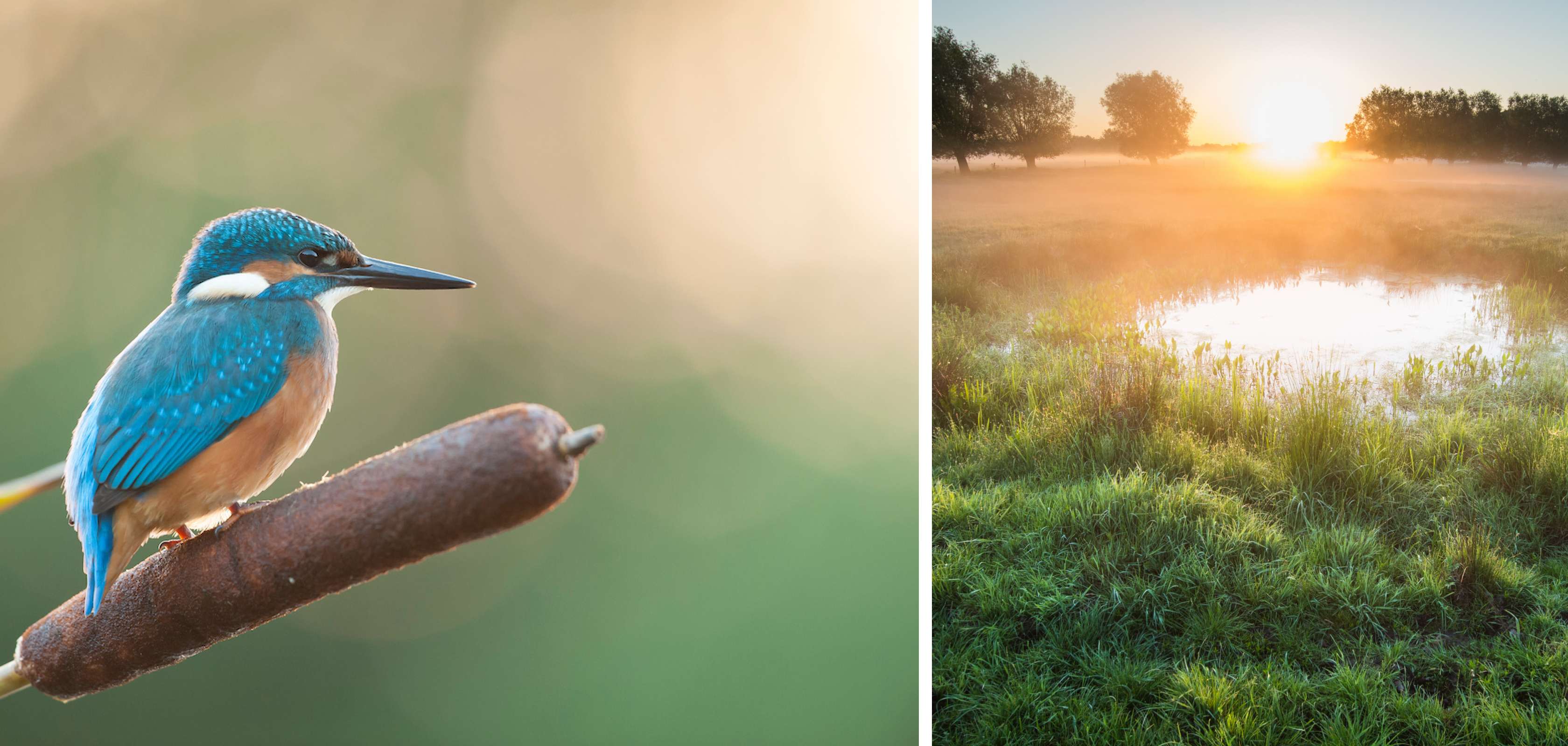 Observer les oiseaux dans le Mechels Broek lors d’un rendez-vous galant