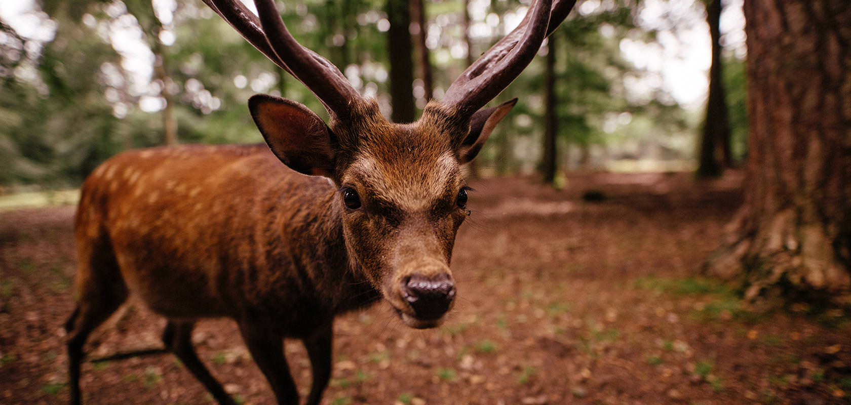 Le « rewilding » en Belgique : retour à la nature sauvage