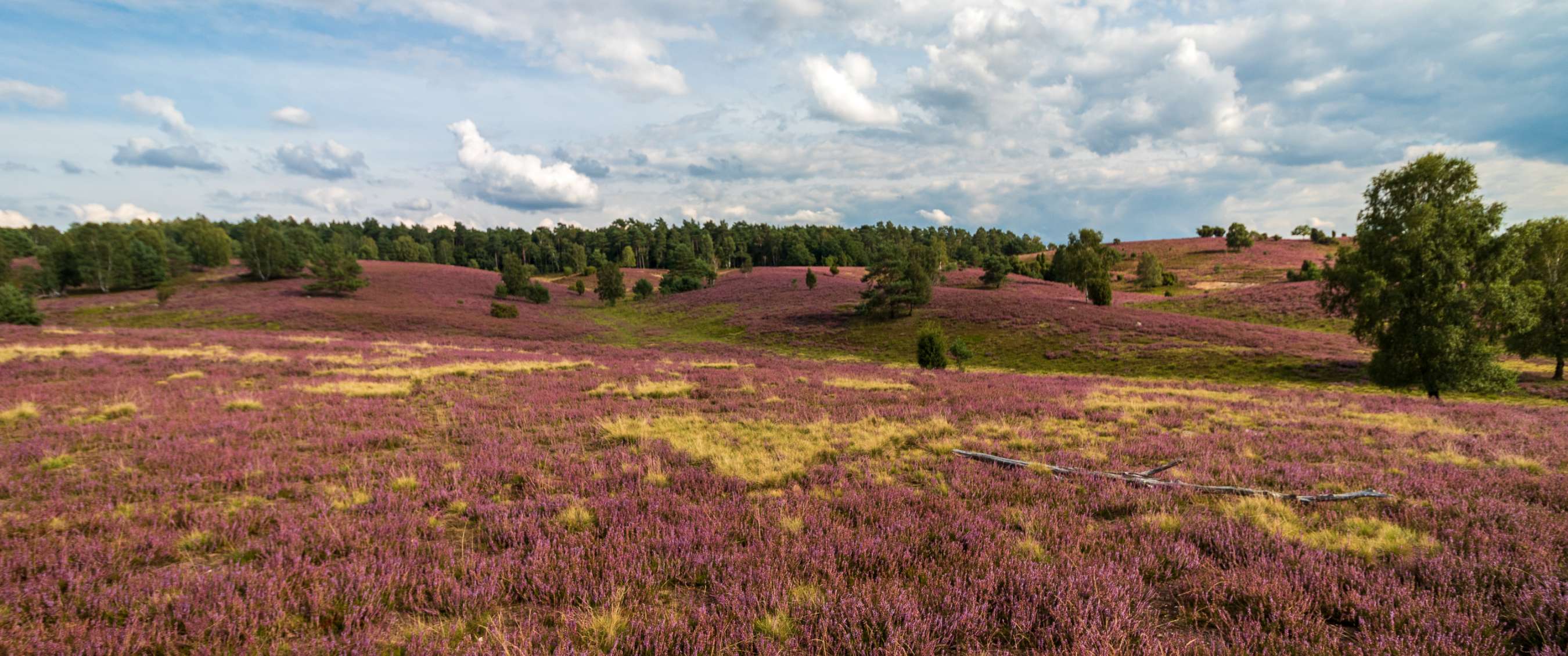 Kalmthoutse Heide