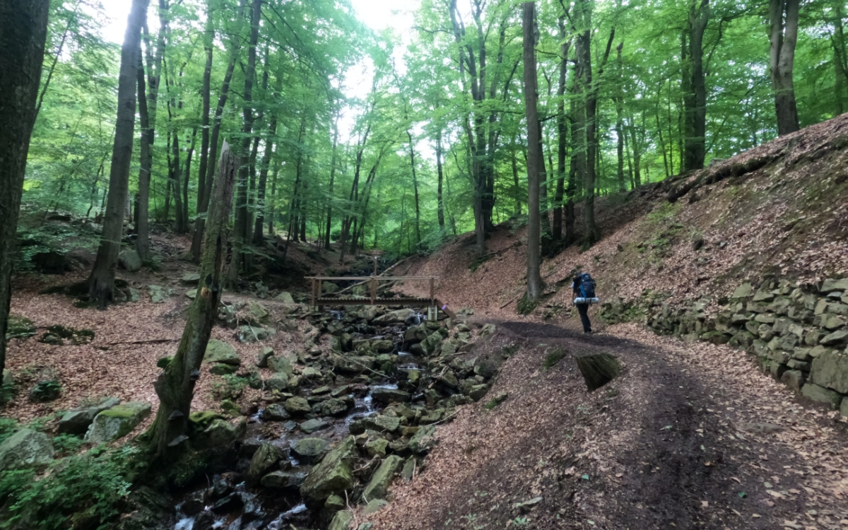 De favoriete plek in de natuur van bioloog Wim Massant in het Hallerbos