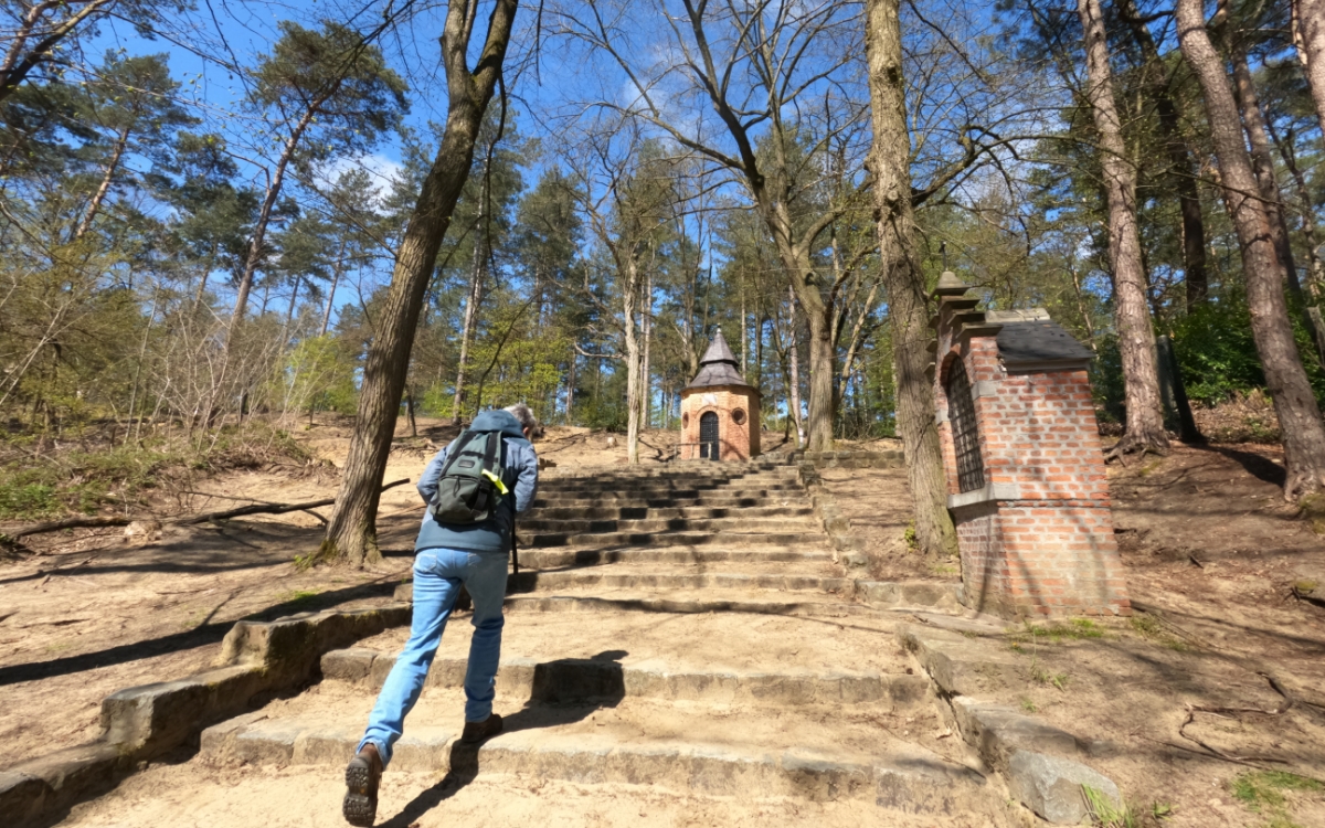 De favoriete plek in de natuur van bioloog Wim Massant in het Hallerbos