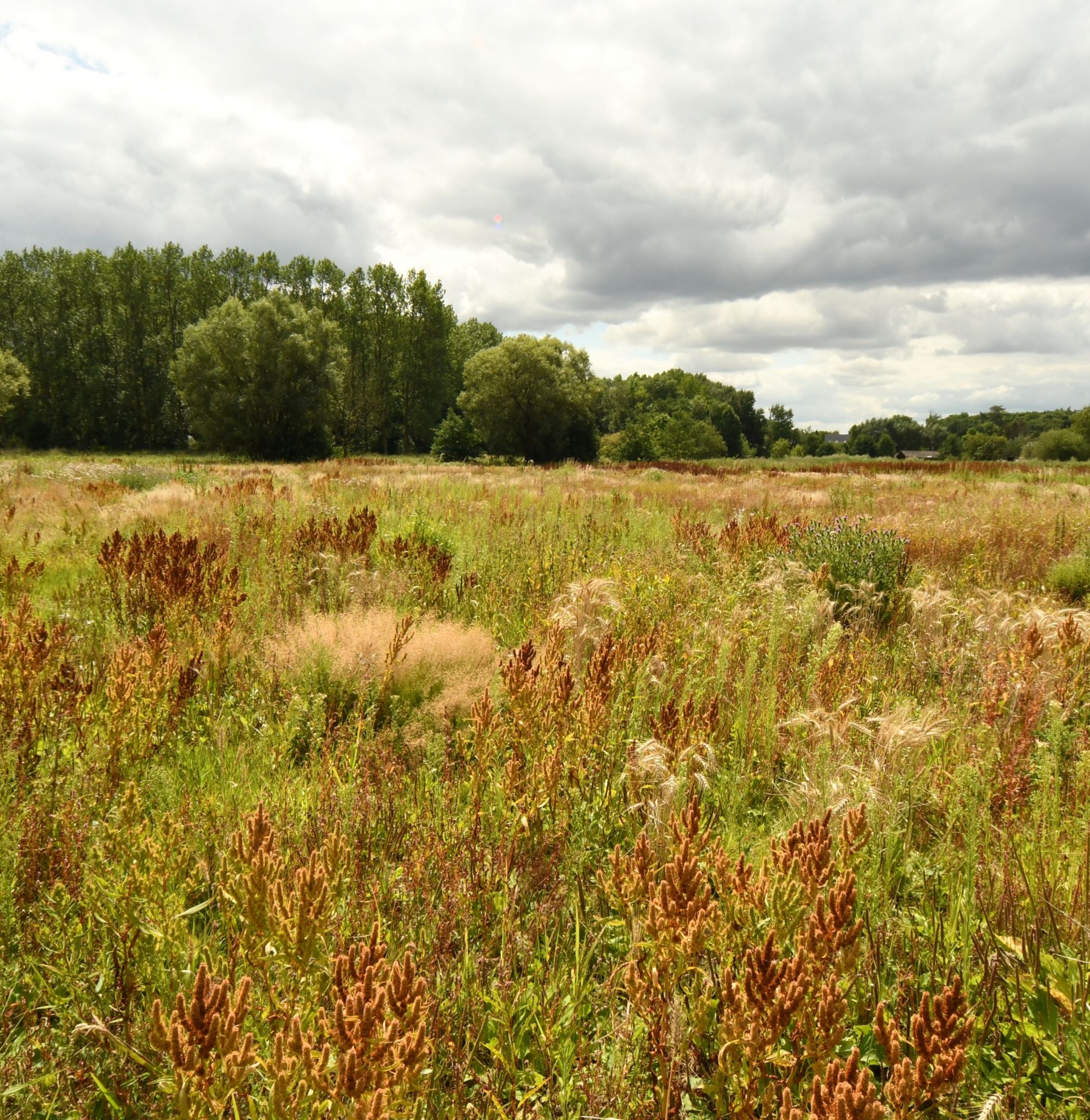 Wim Massant prend soin des plantes dans la nature 