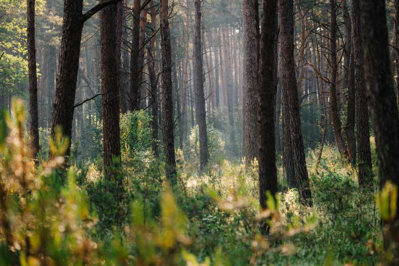 Parc national du Bosland : le plus grand massif naturel de Flandre